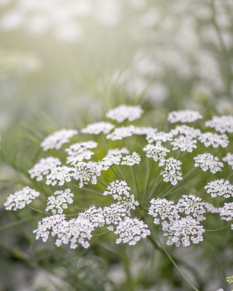 close up image of the beautiful white, summer flowering ammi majus flower also known as false bishops weed
