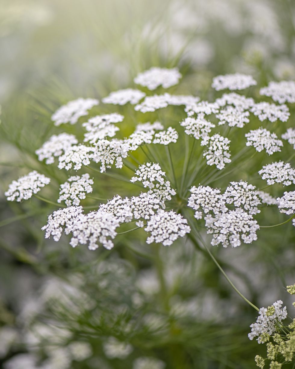close up image of the beautiful white, summer flowering ammi majus flower also known as false bishops weed
