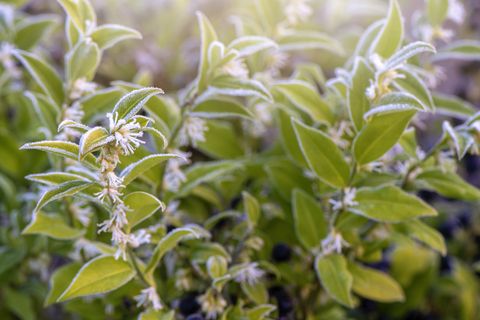 closeup image of the beautiful winter flowering sarcococca confusa white flowers