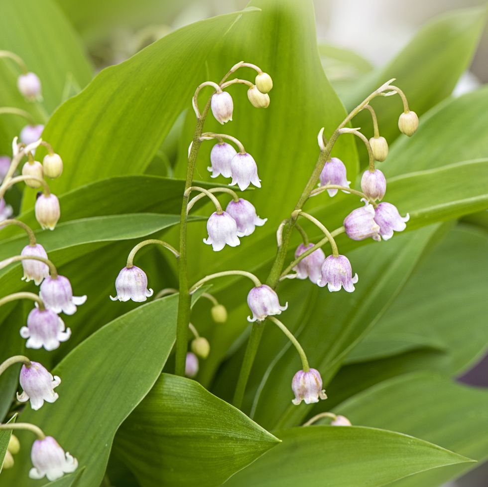 close up image of the delicate spring flowering pink lily of the valley flower convallaria majalis var rosea