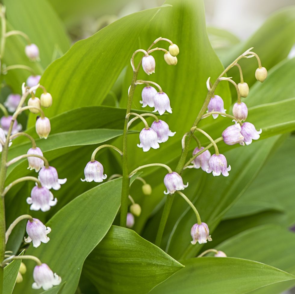 close up image of the delicate spring flowering pink lily of the valley flower convallaria majalis var rosea