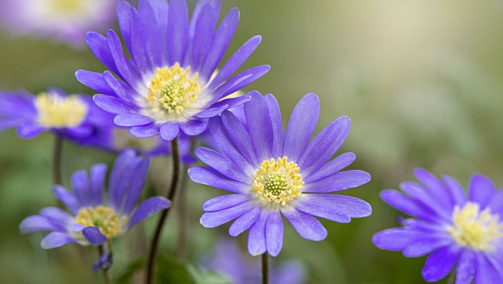 close up image of the spring flowering anemone blanda blue flower also known as the winter windflower