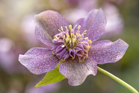 Close-up image of the spring flowering Hellebore x hybridus 'Tutu' also known as the Lenten Rose of Christmas Rose.