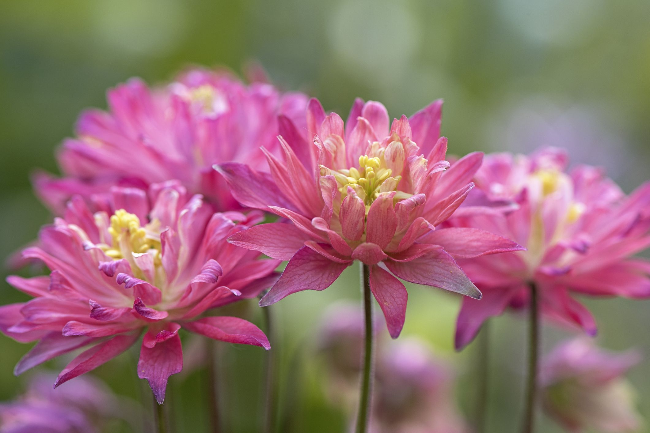 Love Pink Flowers? These Top 8 Will Brighten Your Garden (And Your