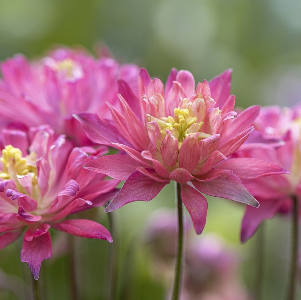 20 Plants with Pink Flowers  BBC Gardeners World Magazine