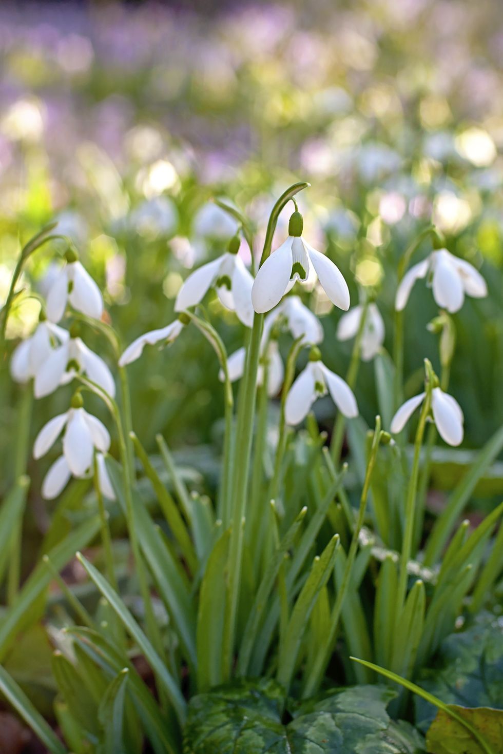 close up image of the spring flowering white, common snowdrop flowers also known as galanthus nivalis