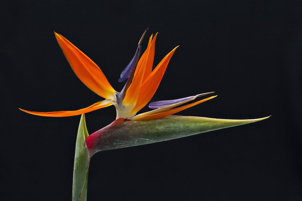 close up image of the vibrant bird of paradise flower also known as strelitzia reginae, in south africa it is commonly known as a crane flower