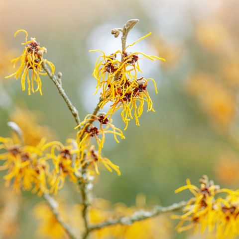 Does Witch Hazel Disinfect?