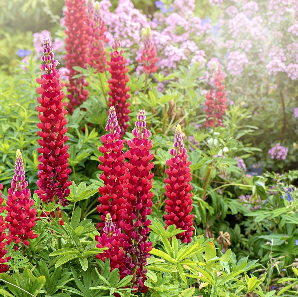 14 Perennial Plants With Long-Lasting Flowers