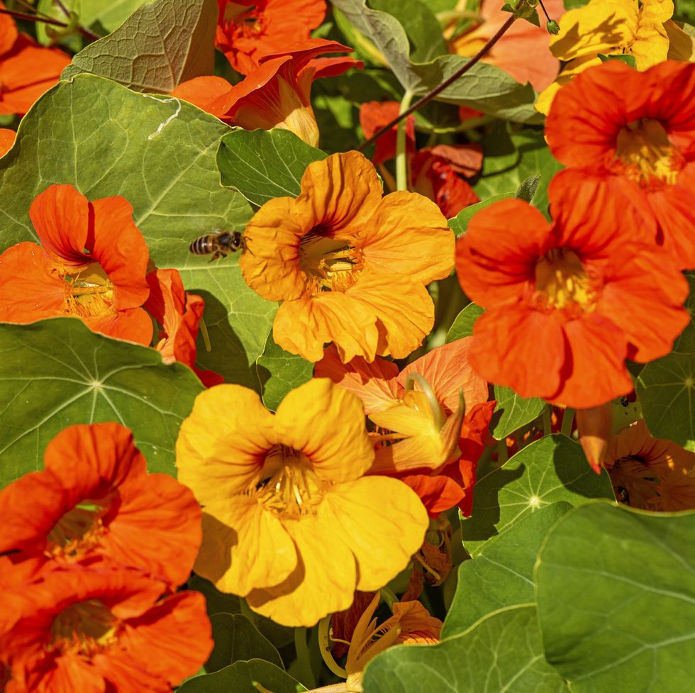 orange flowers nasturtium
