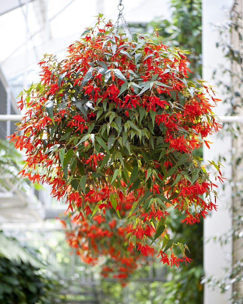 Best indoor and outdoor hanging plants begonias