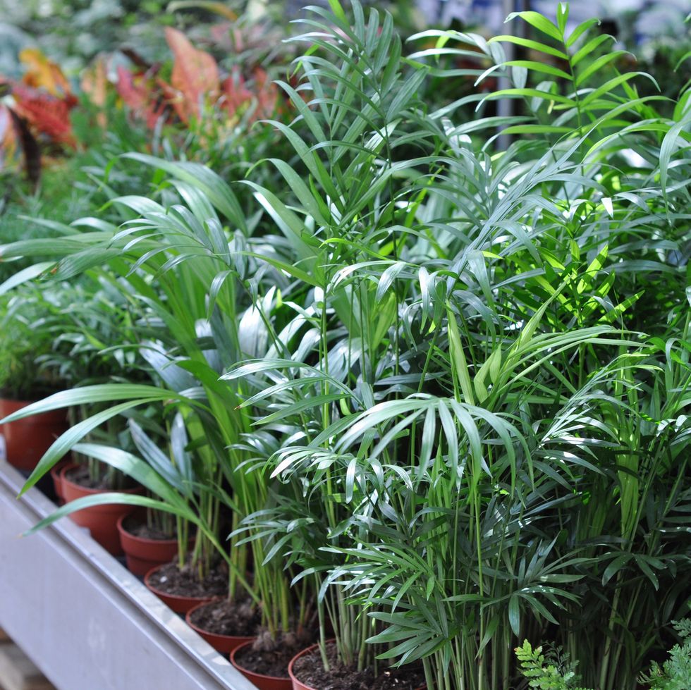 close up leaves of bamboo palm chamaedorea seifrizii houseplants in pots for sale in a flower shop