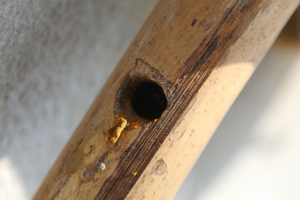 how to get rid of carpenter bees