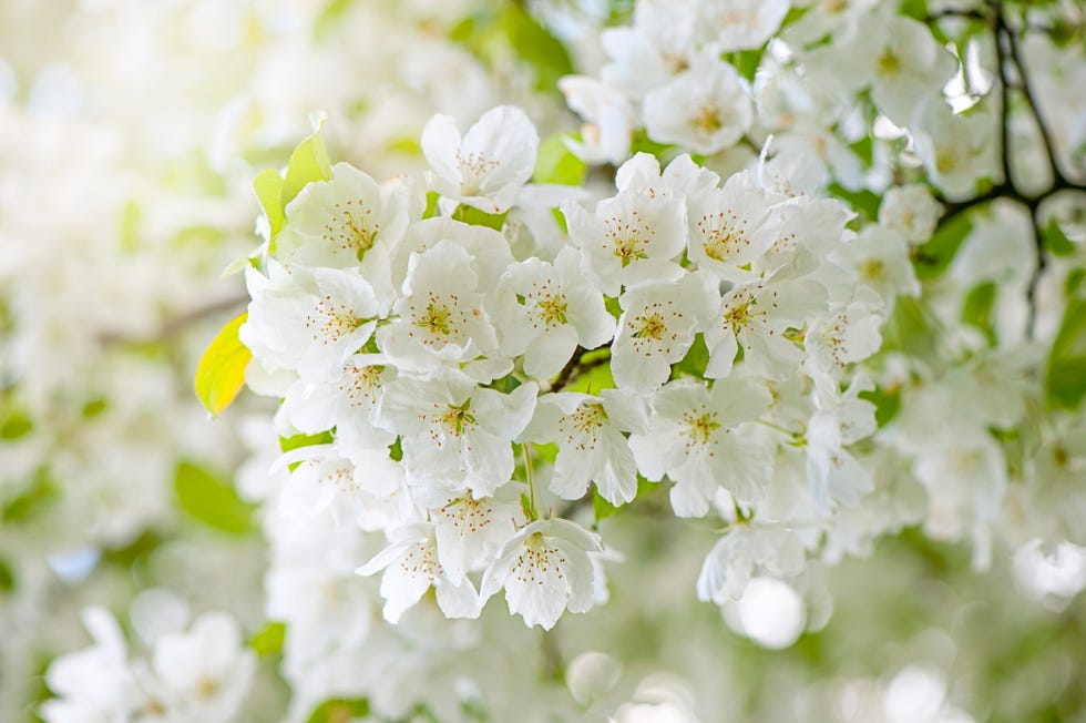 close up, macro image of spring flowering white cherry blossom flowers