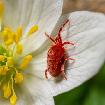 close up macro red velvet mite or trombidiidae in natural environment on a white anemone flower