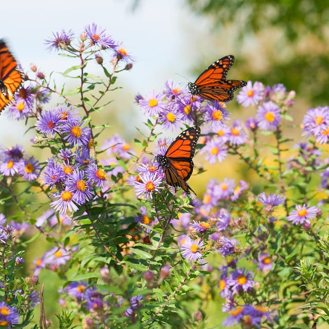 Close-up Monarch butterflies resting on flowers