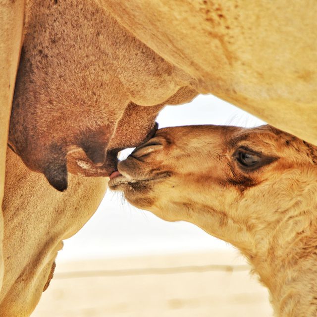 un camello mamando de su madre