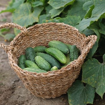 close up of a basket of freshly picked cucumbers in a garden, belarus