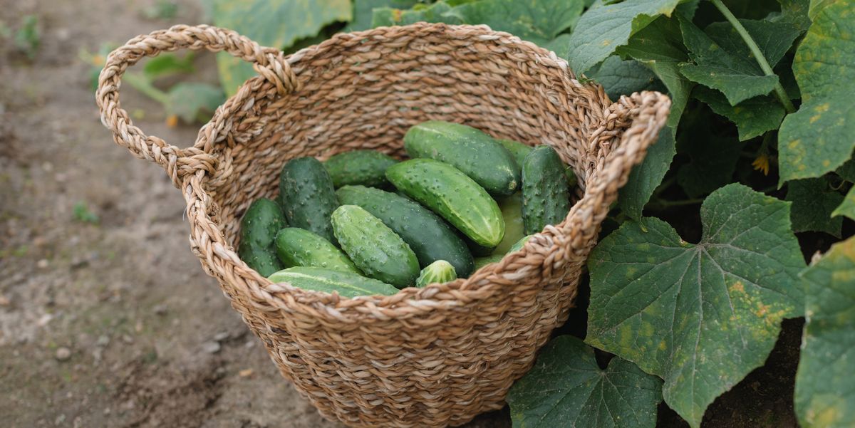 close up of a basket of freshly picked cucumbers in a garden, belarus