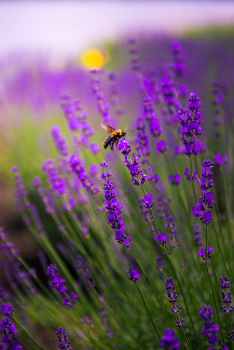 close up of a bee in lavender field in japan