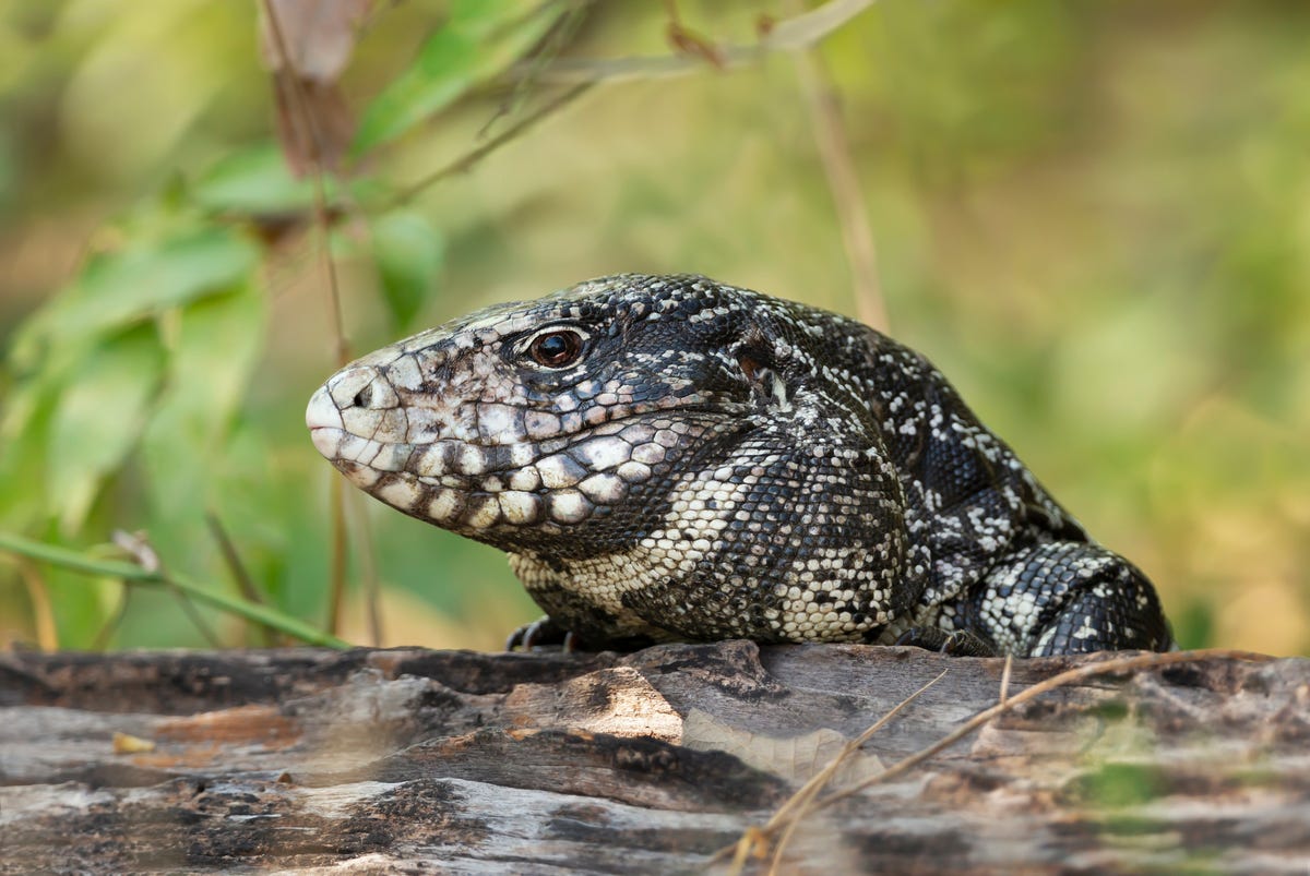 What Is an Argentine Tegu? Exotic 4-Foot Lizards Invade Georgia