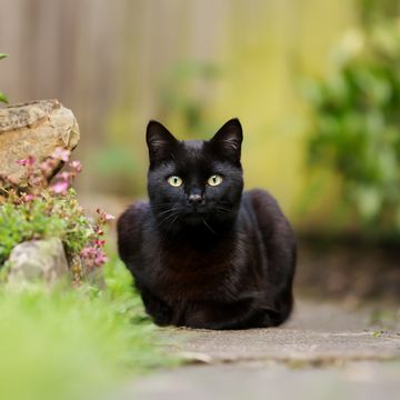 close up of a black cat lying in the garden