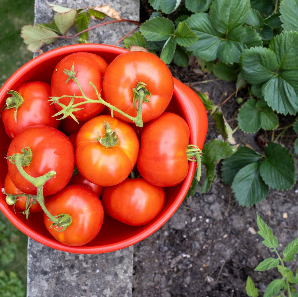 close up of a bowl with ripe red tomatoes