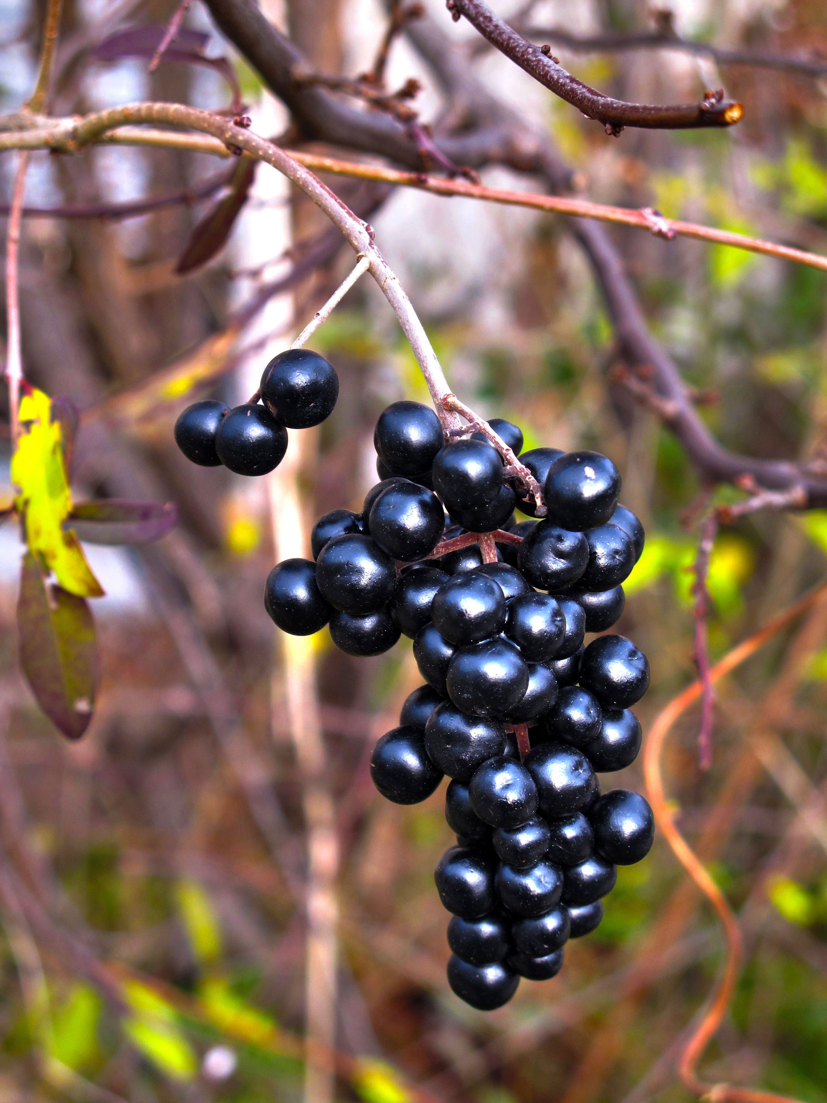 https://hips.hearstapps.com/hmg-prod/images/close-up-of-a-branch-of-european-elderberry-royalty-free-image-1690215453.jpg