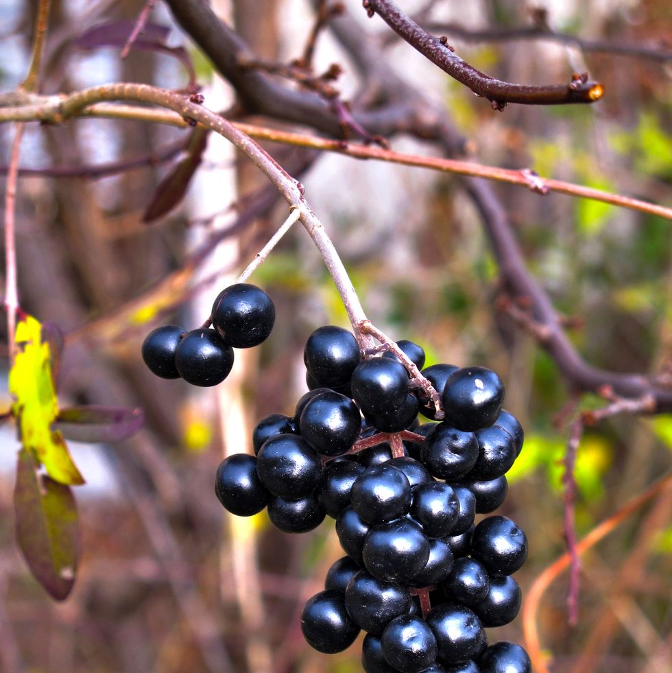 close up of a branch of european elderberry