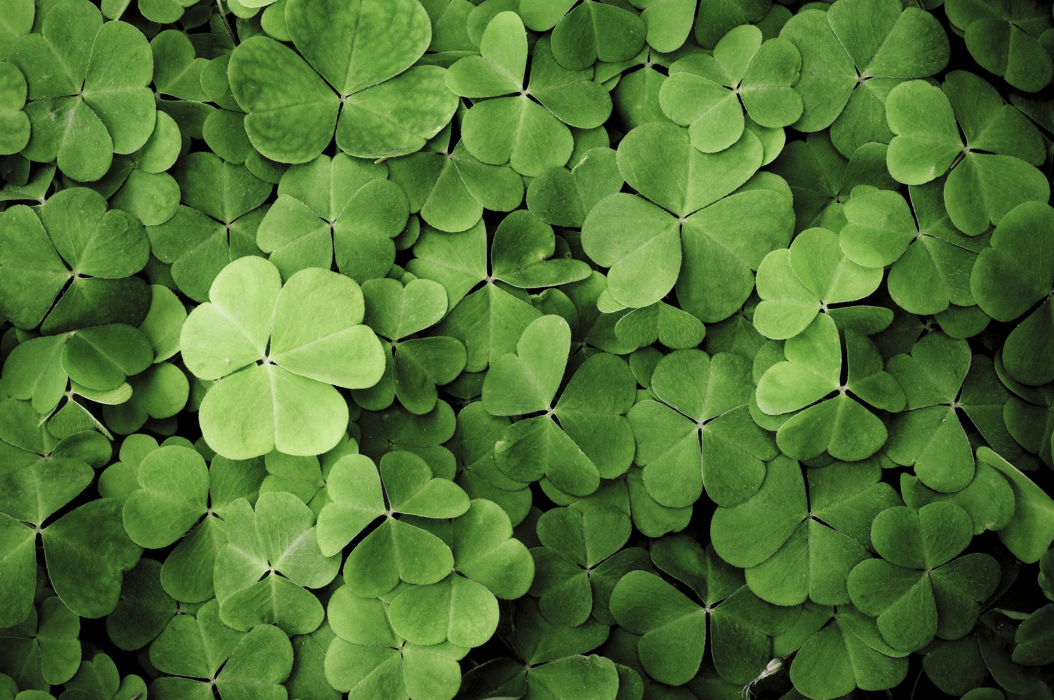 History of St. Patrick's Day  Hallmark Ideas & Inspiration