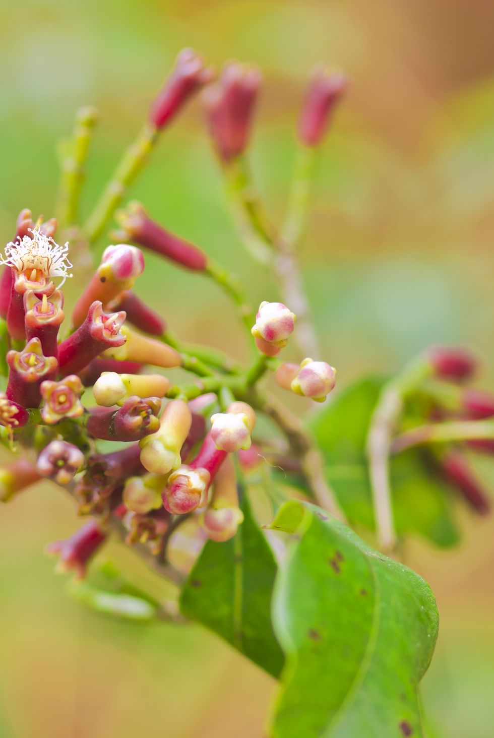 close up of a cloves plant in its earlier stage