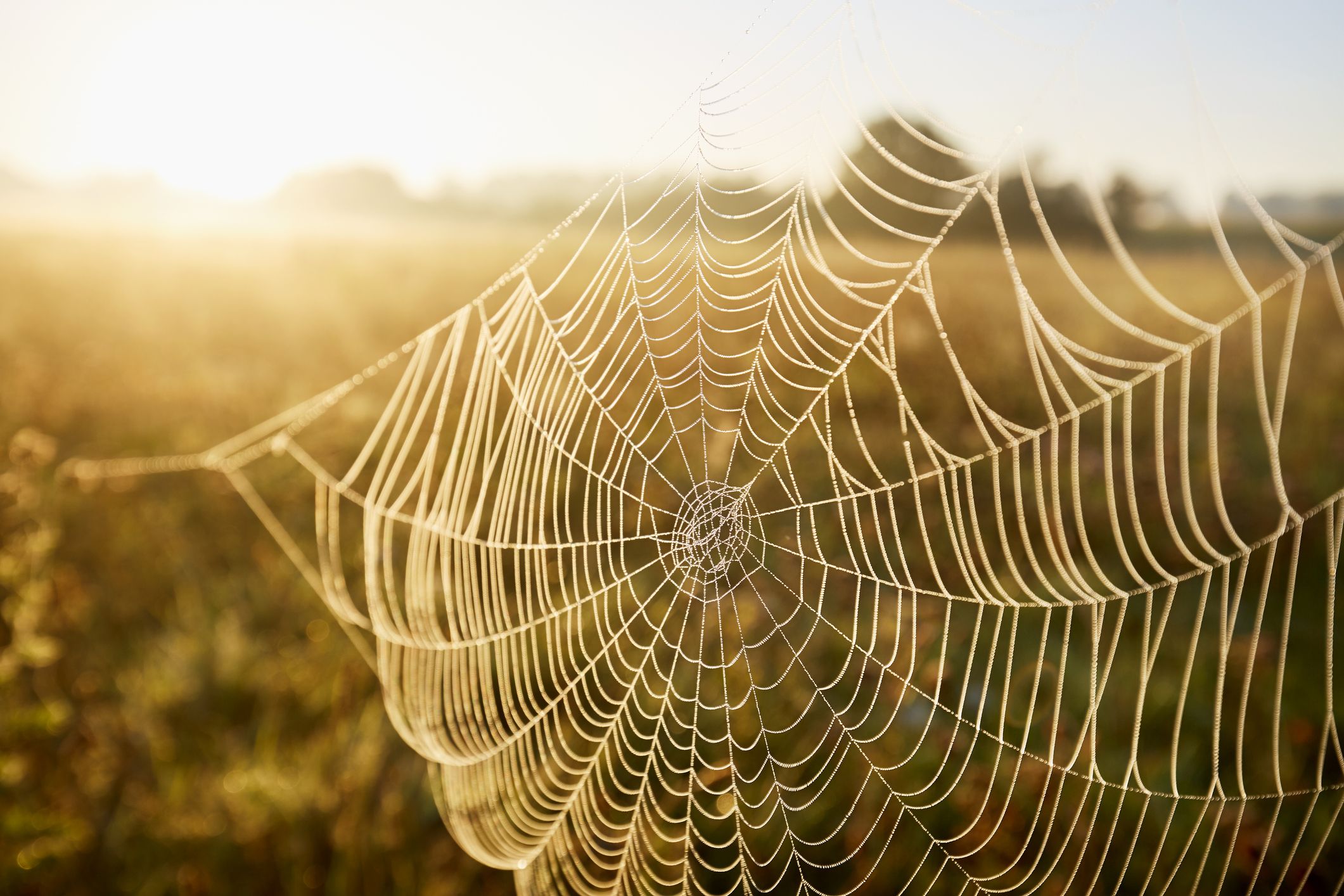 Spiderwebs Aren't Just Bug Traps. They're a Secret Lifeline for Endangered  Species.