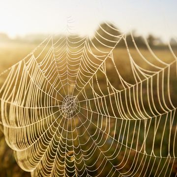 close up of a cobweb with dew, idyllic landscape and fog during sunrise in the morning