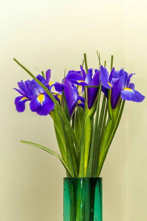 close up of a dark purple iris flowers