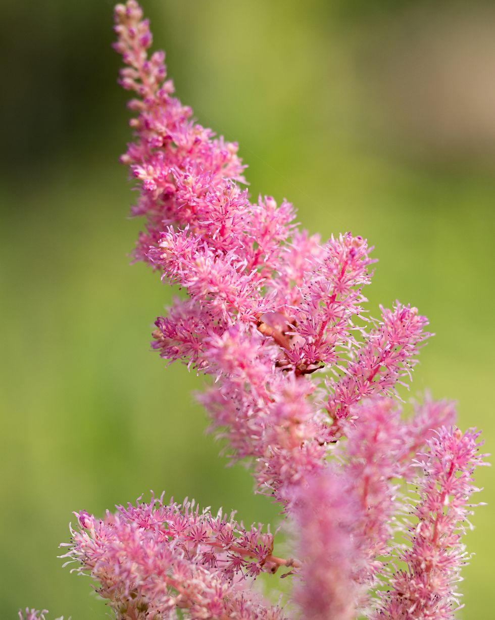 close up of a fluffy pink astilbe inflorescence against green blurred background