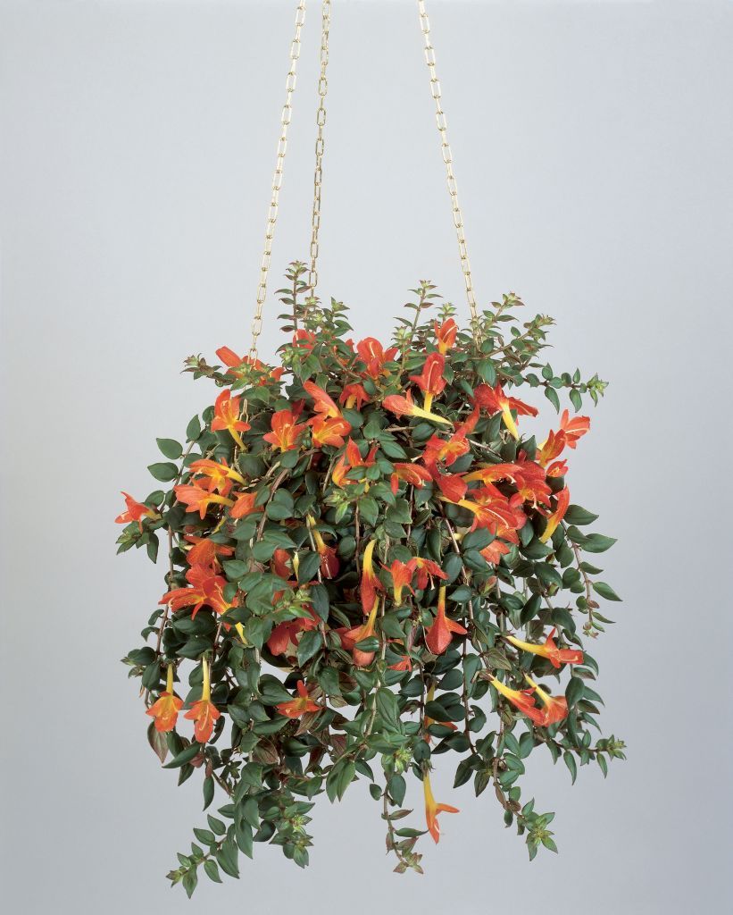close up of a hanging potted plant of goldfish vine columnea banksii