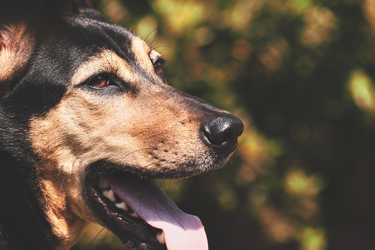 close up of a head of a mixed breed dog 