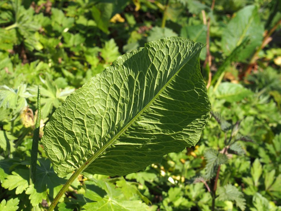 close up of a large young common dock leaf in woodland vegetation in spring sunlight