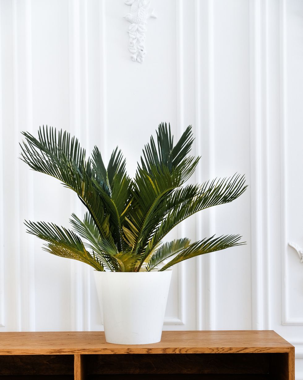 close up of a modern clean scandinavian style interior with a flower pot and a potted plant on the background of an empty white wall, space for text minimal composition minimalism at home