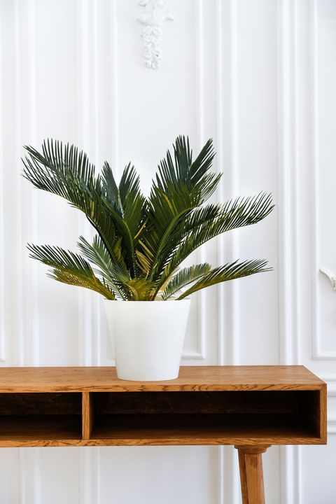 close up of a modern clean scandinavian style interior with a flower pot and a potted plant on the background of an empty white wall, space for text minimal composition minimalism at home