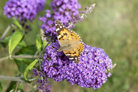 close up of a painted lady butterfly collecting pollen from a butterfly bush purple flower also known as buddleja, or buddleia bush