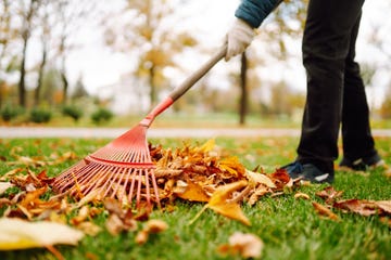 close up of a rake picking up fallen leaves in autumn