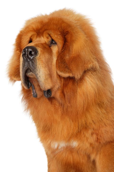 close up of a red tibetan mastiff dog with long hair and a saggy face