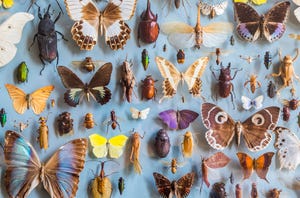 Close up of a selection of colourful butterflies and beetles in a display case