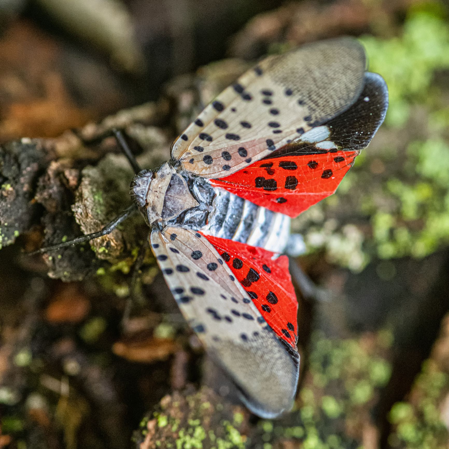 What is the Spotted Lanternfly - How to Stop Lantern Flies
