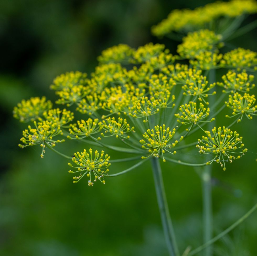 close up of aromatic dill (anethum graveolens) with small flowers umbels, growing in village garden.