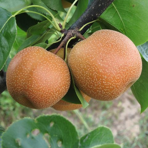 close up of asian pears on tree