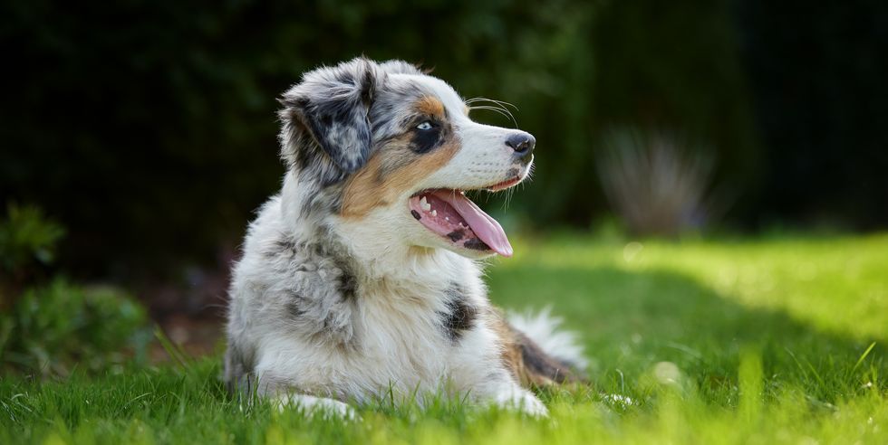 close up of australian shepherd sticking out tongue while sitting on grassy field,sachsen,germany