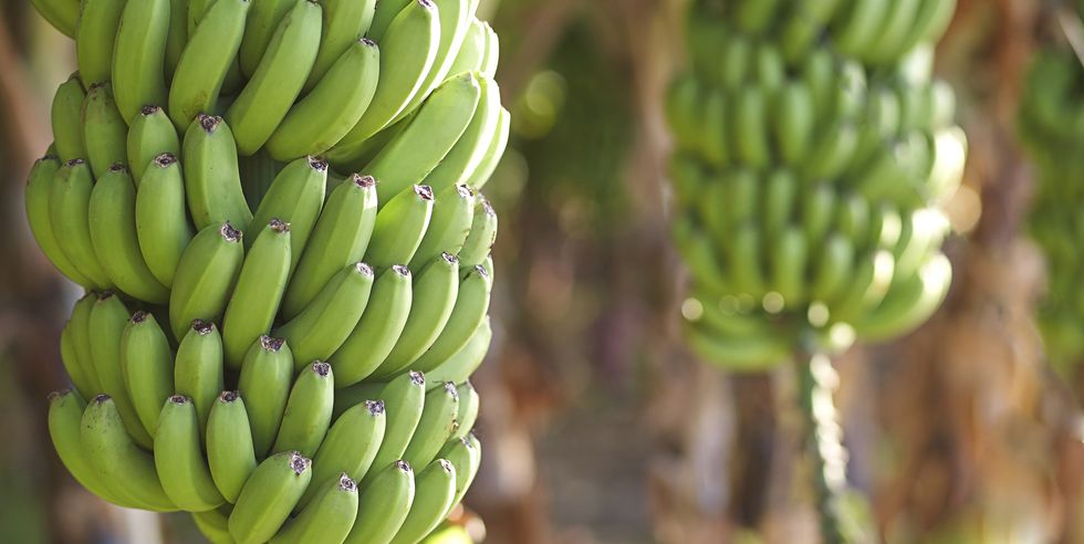 close up of bananas growing on tree