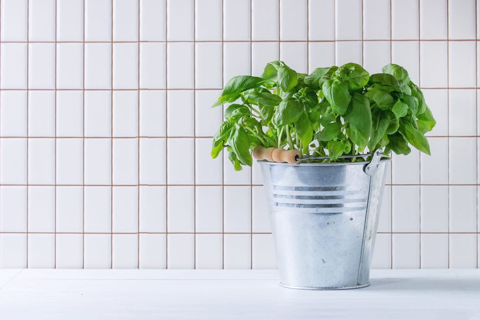 15 plantas perfectas para colocar en la cocina y decorar